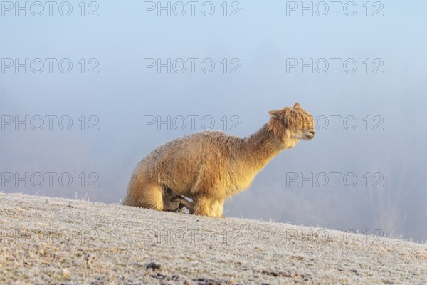 Alpaca (Vicugna pacos), white animal, adult animal, female animal, laying down, frost-covered