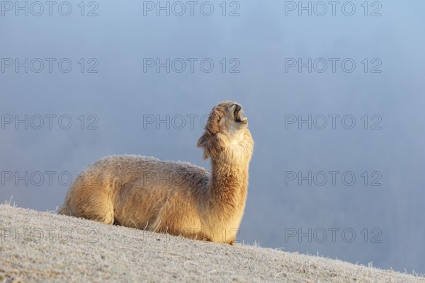 Alpaca (Vicugna pacos), yawning, white animal, adult animal, female animal, resting, frost-covered
