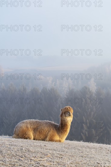 Alpaca (Vicugna pacos), white animal, adult animal, female animal, resting, frost-covered meadow,