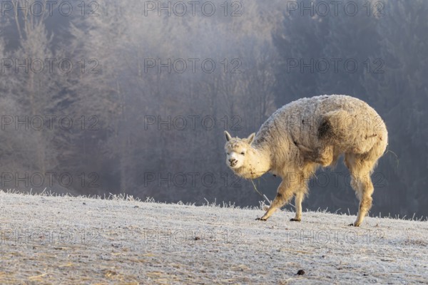 Alpaca (Vicugna pacos), white animal, adult animal, female animal, standing, scratching with hind