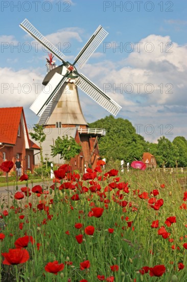 Poppy meadow, East Frisian windmill, historic mill, gallery Dutch, Hauptwieke, Warsingsfehn,