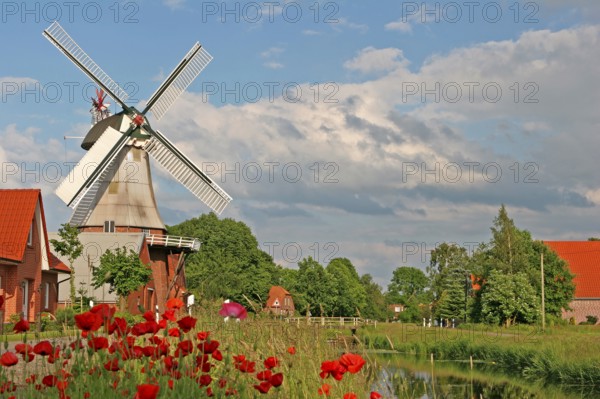 Poppy meadow, East Frisian windmill, historic mill, gallery Dutch, Hauptwieke, Warsingsfehn,