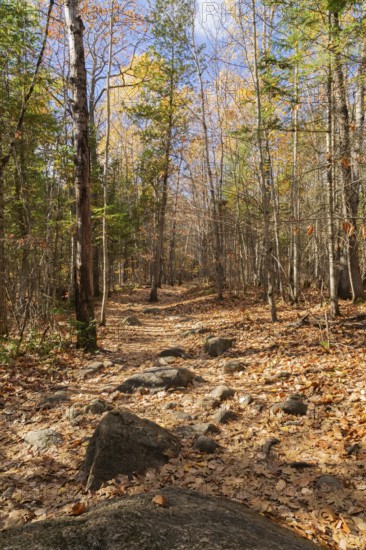 Hiking trail covered with rocks and fallen leaves through forest of mixed deciduous and evergreen