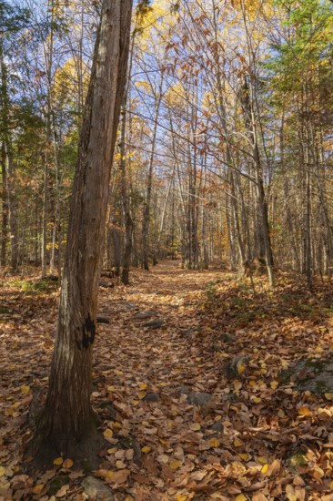 Hiking trail covered with fallen leaves through forest of mixed Betula - Birch and Acer - Maple
