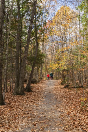 Group of three hikers walking on compacted dirt hiking trail through forest of mixed evergreen and