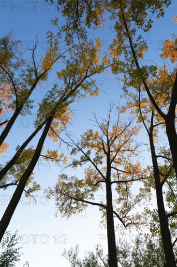 Low angle view of tall backlit silhouetted Populus deltoides - Eastern Cottonwood trees with green,