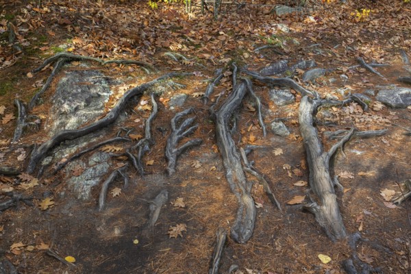 Close-up of exposed Pinus resinosa - Red Pine tree roots system and rocks plus fallen pine needles