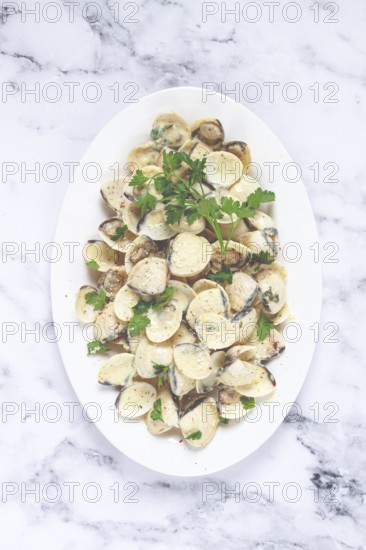 Vongole clams, in cream sauce, on a white plate, homemade, top view, no people