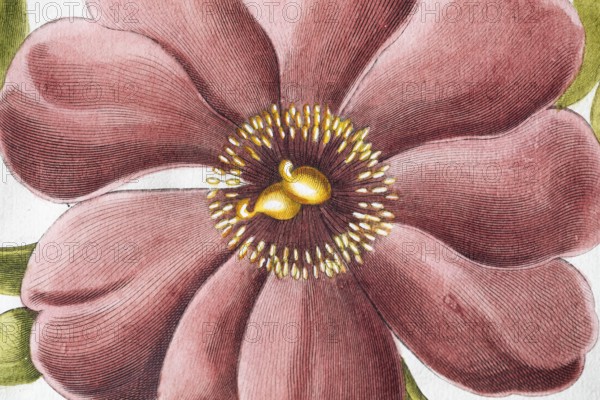 Flower, large-leaved peony (Peonia Mascula), hand-coloured copperplate engraving from the Hortus