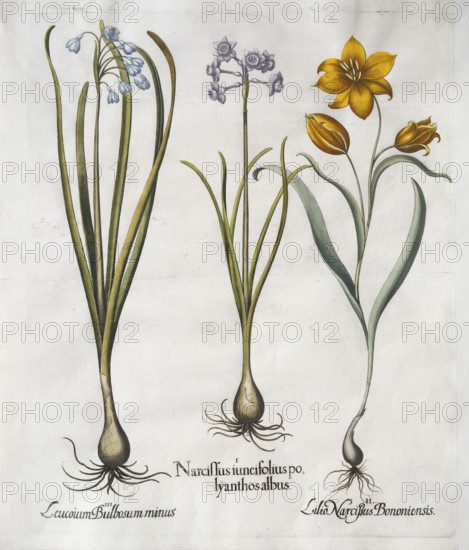 Summer knot flower (Leucojum Aestivum), narcissus with ash-white flowers (Narcissus Papyraceus) and