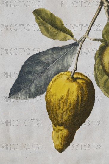 Depiction of a citrus fruit, lemon, hanging from a branch, hand-colored copper engraving by Pieter
