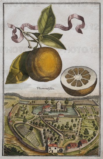 Orange on a branch, cut citrus fruit, baroque garden, landscape near Hummelstein, orangery culture,