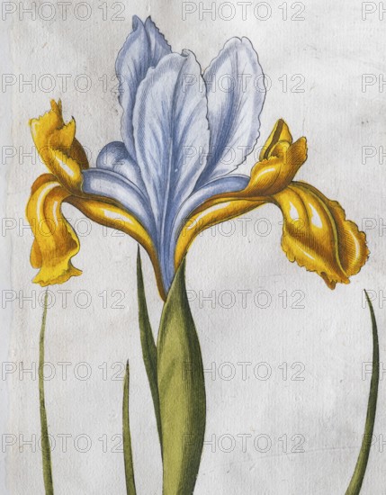 Iris xiphium (Iris Xiphium), hand-coloured copperplate engraving from the Hortus Eystettensis,