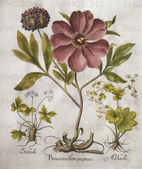 Flower, large-leaved peony (Peonia Mascula), forest sanicle (Sanicula Europaea) and lady's mantle