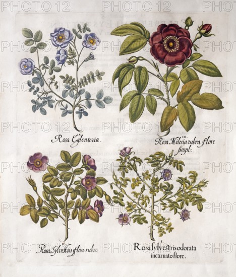 Wine rose (Rosa Rubiginosa), red vinegar rose (Rosa Gallica), dark pink dog rose (Rosa Canina),