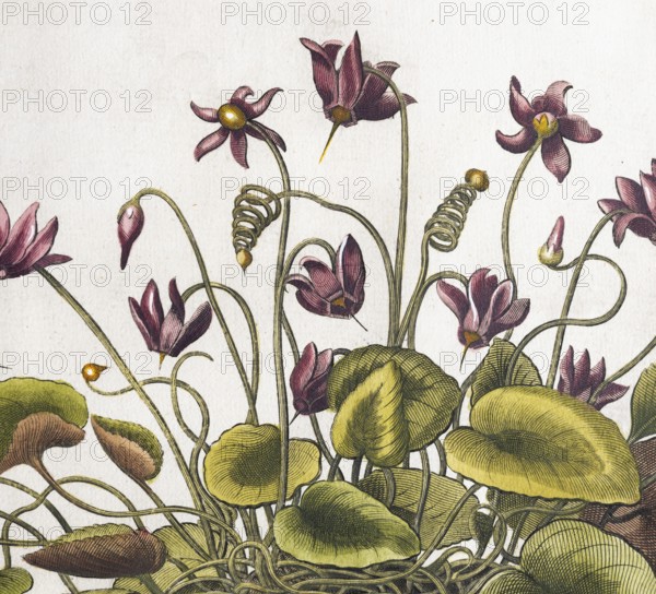 Cyclamen hederifolium (Cyclamen Hederifolium), hand-coloured copperplate engraving from the Hortus