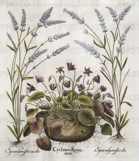 Large spike (Lavandula latifolia), Cyclamen hederifolium, hand-coloured copperplate engraving from