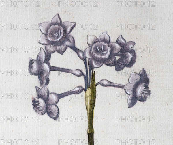 Narcissus with ash-white flowers (Narcissus Papyraceus), hand-coloured copperplate engraving from