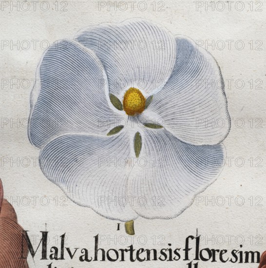 Flower White hollyhock (Alcea Rosea), hand-coloured copperplate engraving from the Hortus