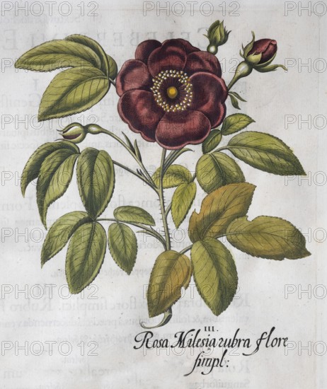 Red vinegar rose (Rosa Gallica), hand-coloured copperplate engraving from the Hortus Eystettensis,
