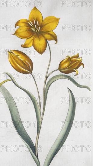 Wild tulip (Tulipa Sylvestris), hand-coloured copperplate engraving from the Hortus Eystettensis,