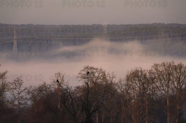 Morning fog in winter, landscape with trees, Germany