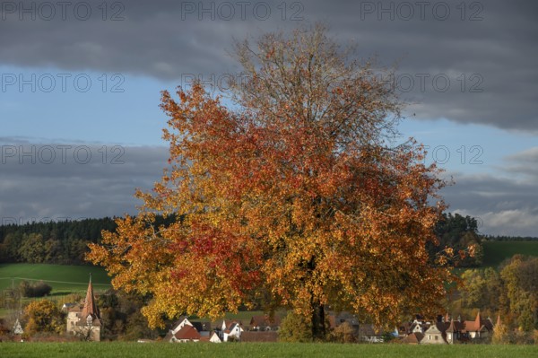 Tree in autumn colours, rain clouds (Nimbostratus), Neunhof near Lauf, Middle Franconia, Bavaria,