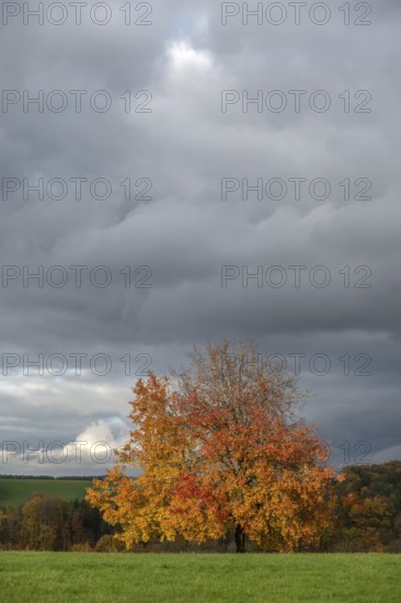 Tree in autumn colours, rain clouds (Nimbostratus), Neunhof near Lauf, Middle Franconia, Bavaria,
