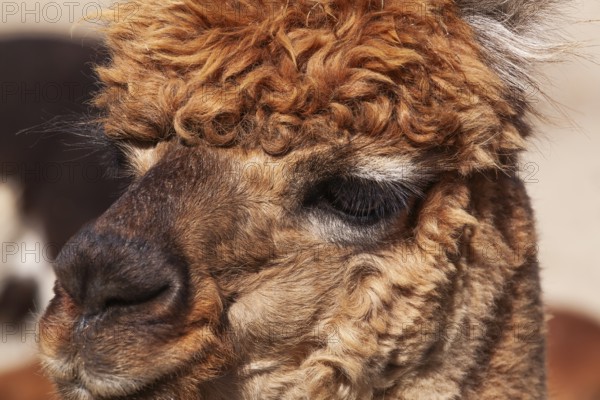 Close-up of brown colored Lama pacos - Alpaca photographed in captivity at an animal refuge,