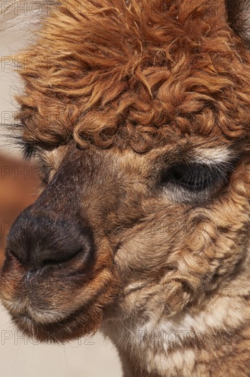 Close-up of brown colored Lama pacos - Alpaca photographed in captivity at an animal refuge,