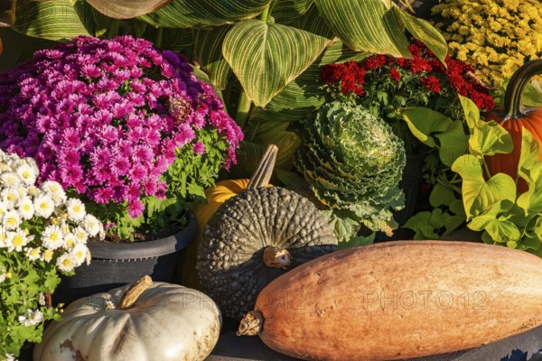 Still life display of assorted harvested Gourds - Pumpkins, Squashes, Chrysanthemum flowers,