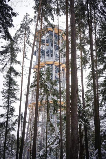 A treetop trail surrounded by snow-covered trees in the winter forest, Himmelsglück observation