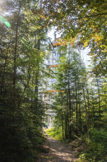 A treetop trail juts through summer forest, flooded with sunlight, Himmelsglück observation tower
