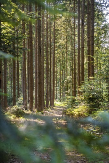 A quiet forest trail surrounded by tall trees with incoming sunlight, Himmelsglück observation