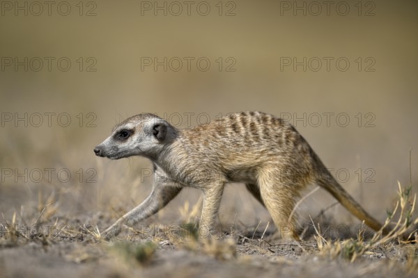 Meerkats or suricates (Suricata suricatta), Makgadikgadi Salt Pans, Makgadikgadi Pans National