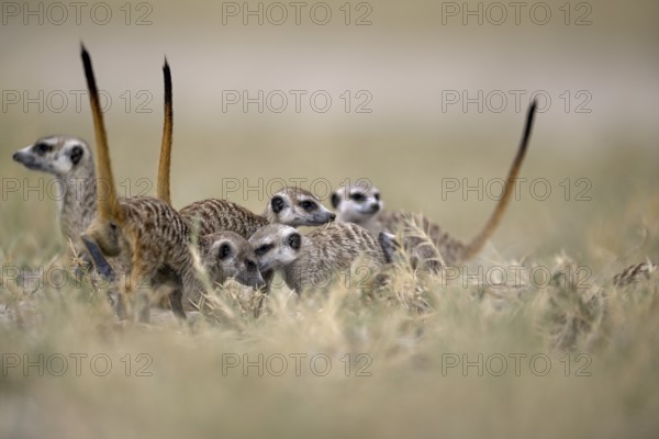 Meerkats or suricates (Suricata suricatta), Makgadikgadi Salt Pans, Makgadikgadi Pans National