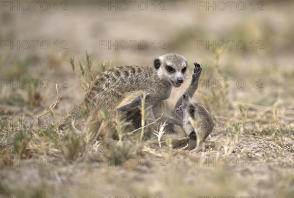 Two playing meerkats or suricates (Suricata suricatta), Makgadikgadi Salt Pans, Makgadikgadi Pans
