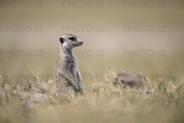 Meerkats or suricates (Suricata suricatta), Makgadikgadi Salt Pans, Makgadikgadi Pans National