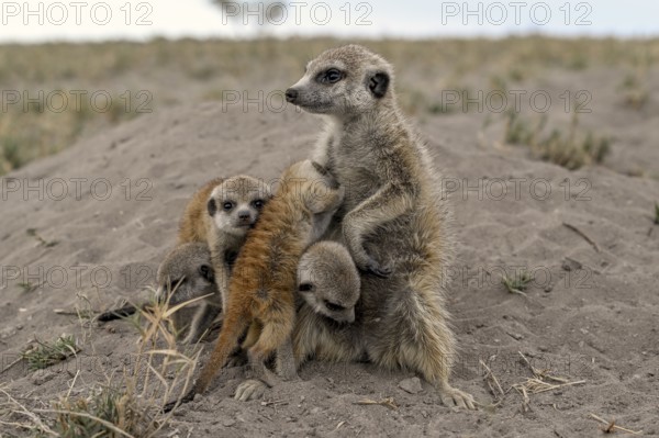 Meerkats or suricates (Suricata suricatta), mother with young, Makgadikgadi Salt Pans, Makgadikgadi