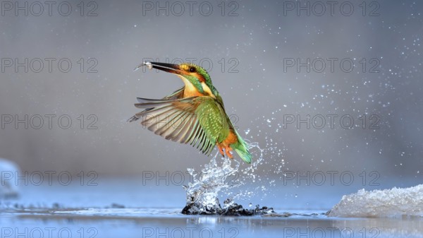 Kingfisher (Alcedo atthis) Winter and frost, hunting with fish as prey, frozen lake, ice-free,