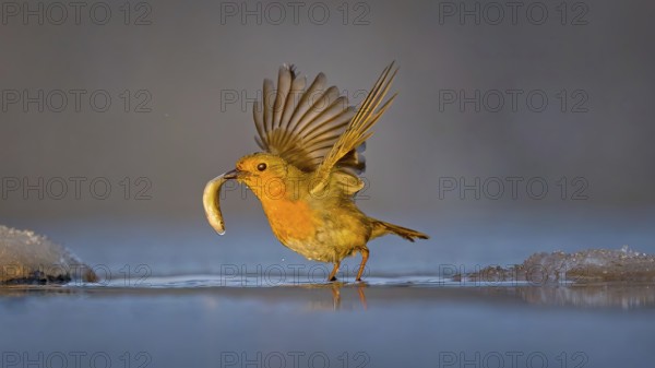 Robin (Erithacus rubecula) Family Flycatcher (Muscicapidae) Winter with frost and ice, hunting fish