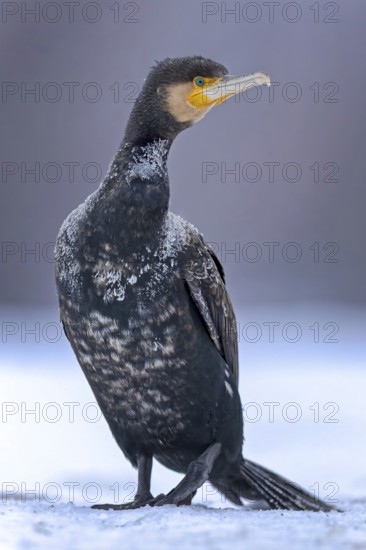 Cormorant (Phalacrocorax carbo) sitting, frost and ice on feathers, portrait, winter, hunting,