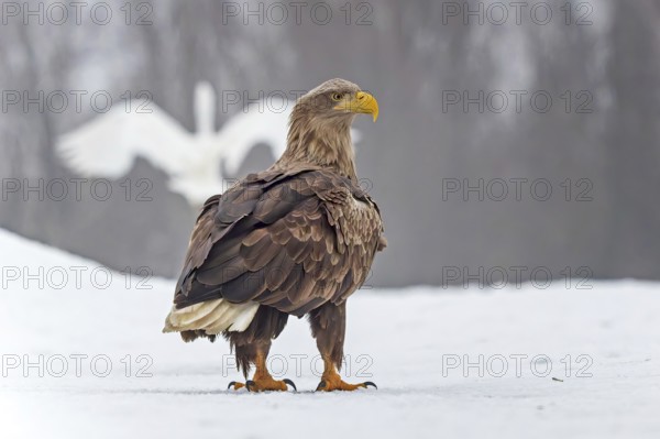 White-tailed eagle (Haliaeetus albicilla) adult bird on the water and on the ice, hunting,
