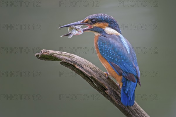 Kingfisher (Alcedo atthis) Hunting with perch as prey, ice-free, foraging, hunting, looking for