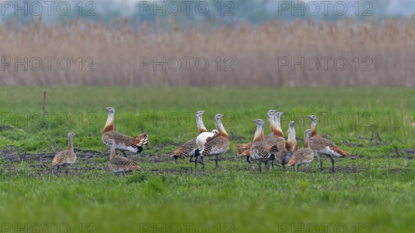 Great Bustard (Otis tarda) groups courtship display, male and female, breeding plumage, mating