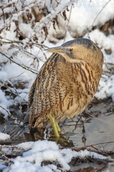 Bittern (Botaurus stellaris) in winter on a watercourse, snow and ice, frost, hunting, foraging,