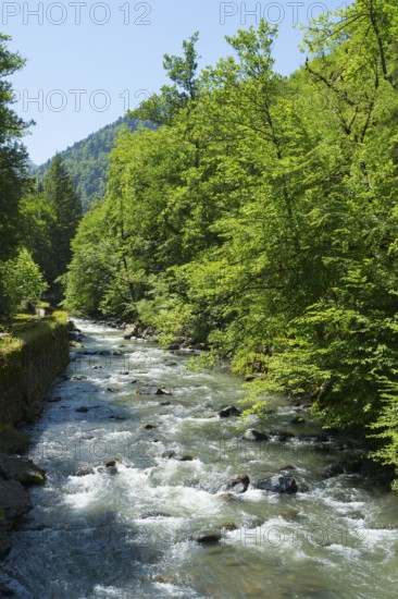 A clear river flows through a thick forest, while the sun shines through the foliage and creates a