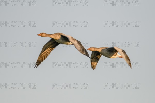 Two greylag geese (Anser anser) flying side by side in the clear sky, Dümmer nature park Park,