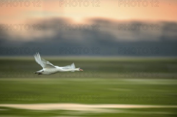 A Mute Swan (Cygnus olor) flies over a field in front of an orange-coloured sky, motion blur,