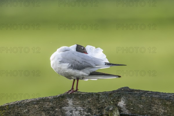 A black-headed gull (Chroicocephalus ridibundus, syn.: Larus ridibundus) preens its plumage on a